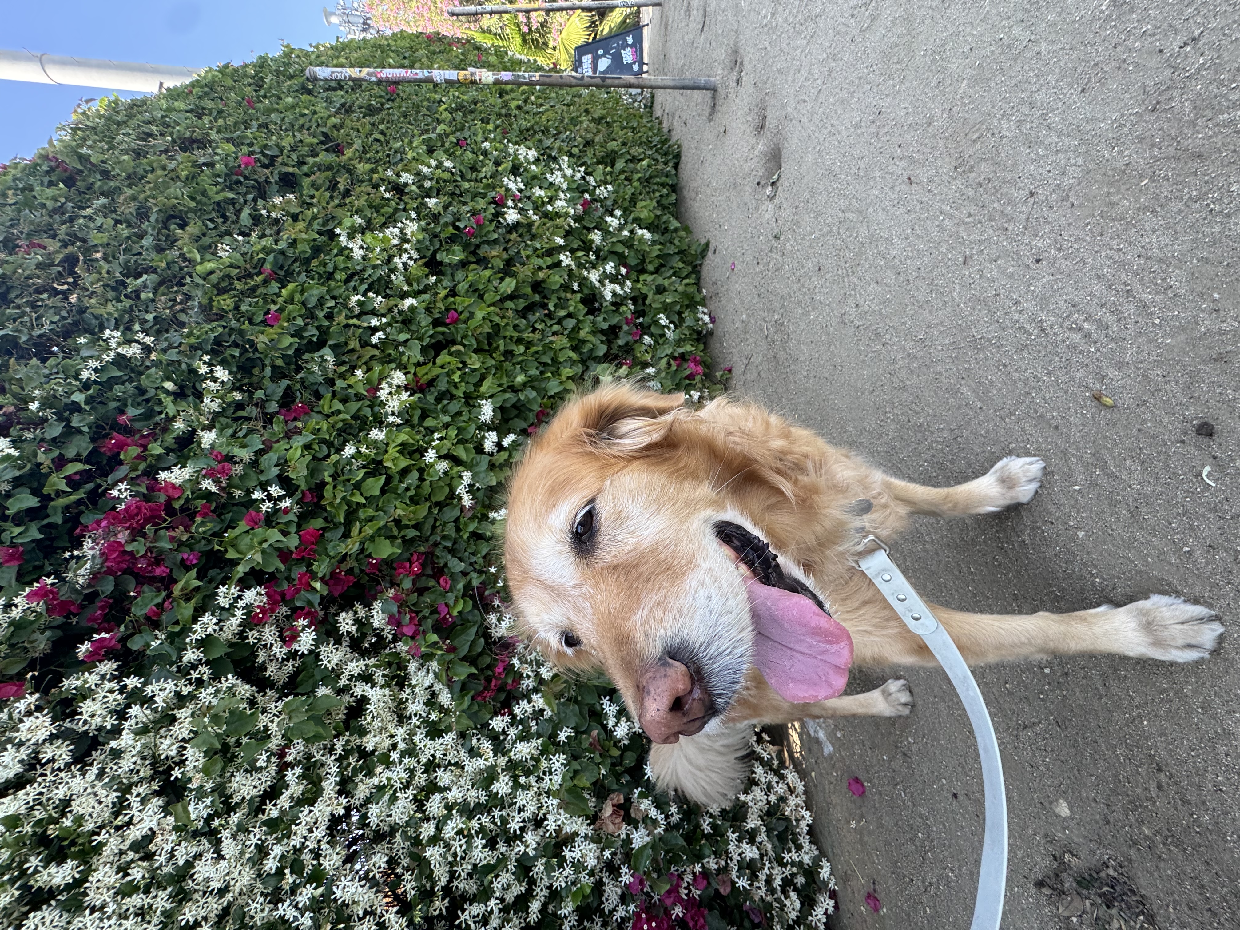 Golden dog against bougainvillea wall in Northeast LA