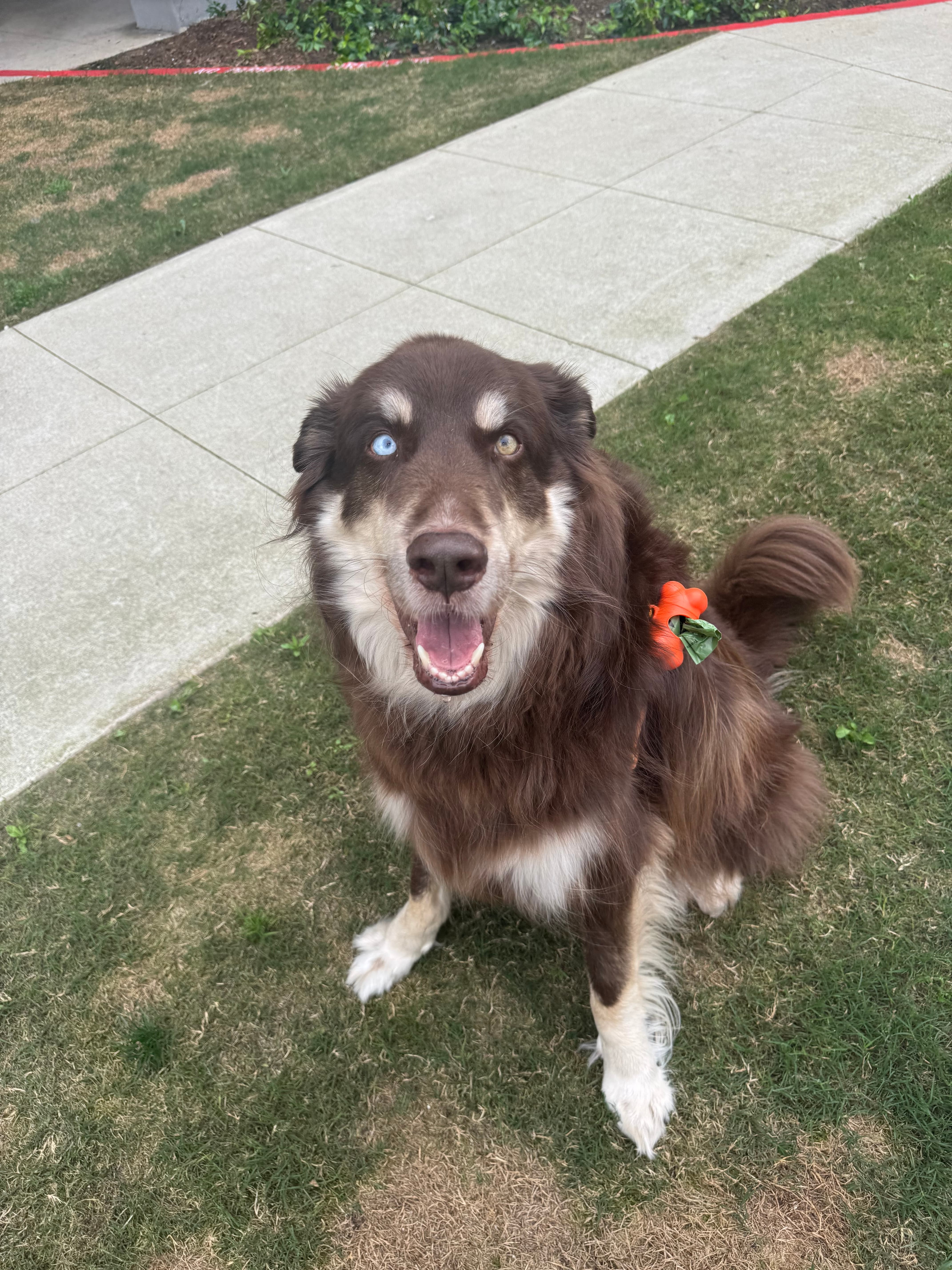 Beautiful Australian shepherd