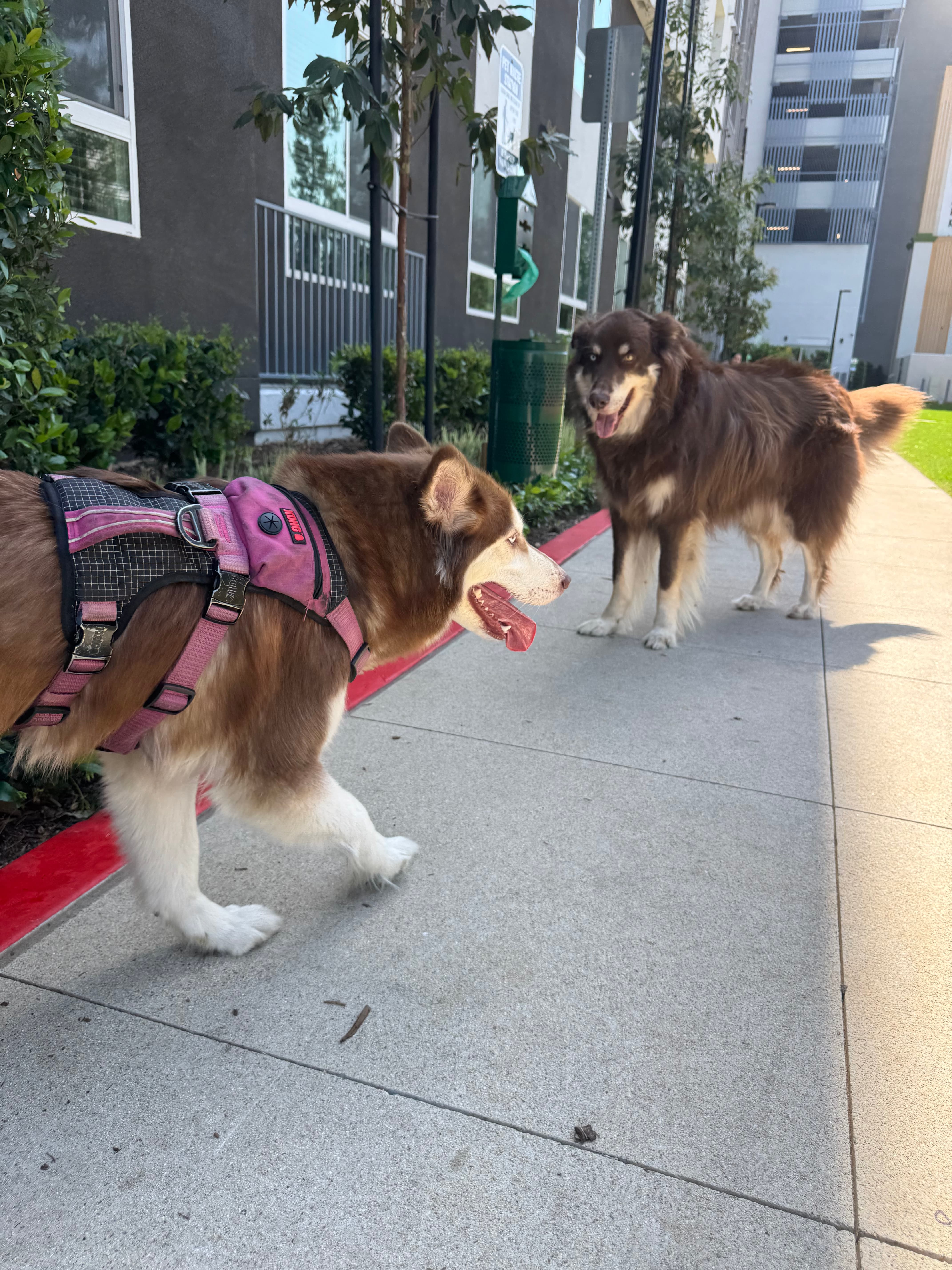 Two happy dogs meeting on a walk