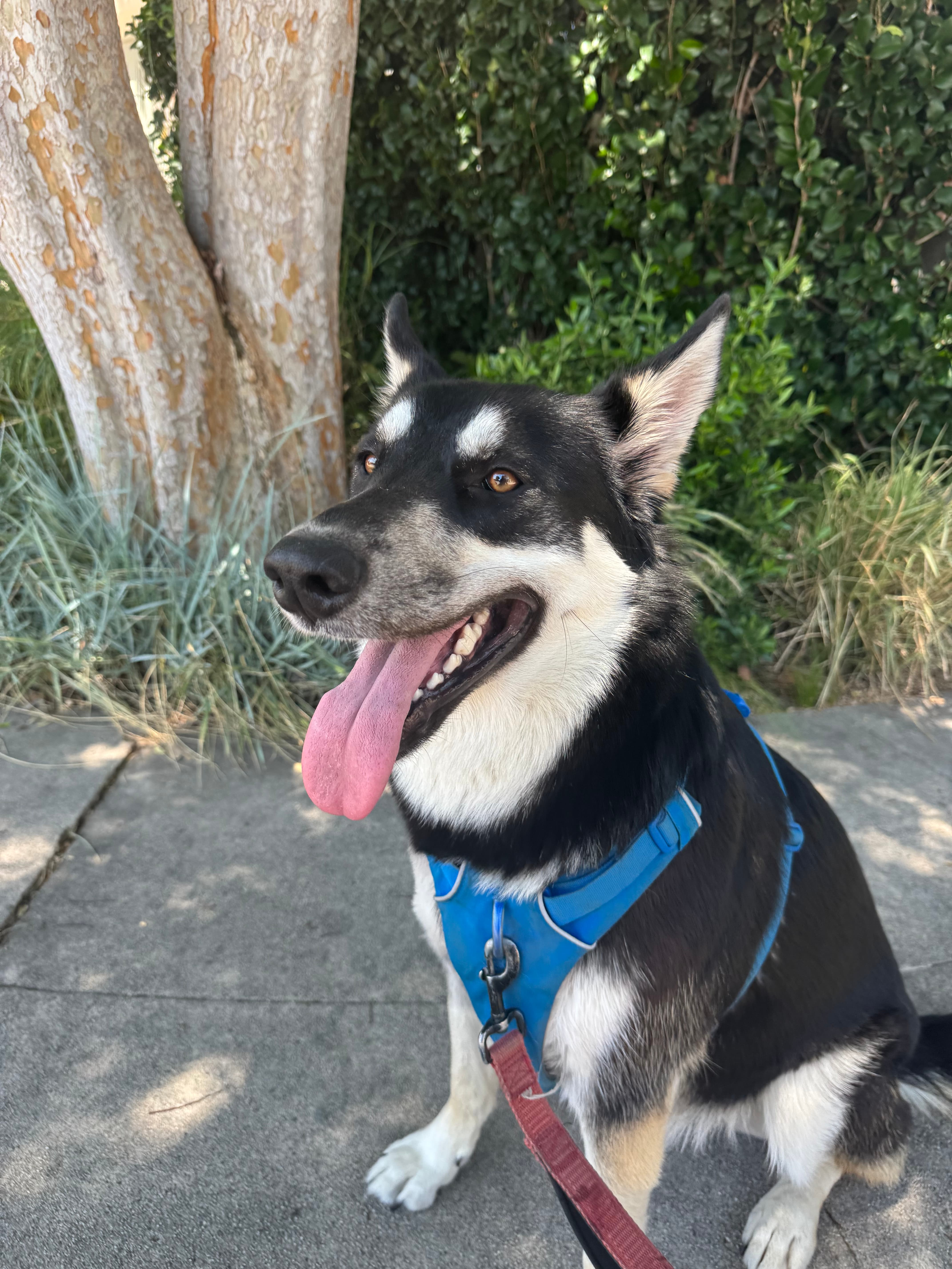 Happy dog sitting on a NELA sidewalk