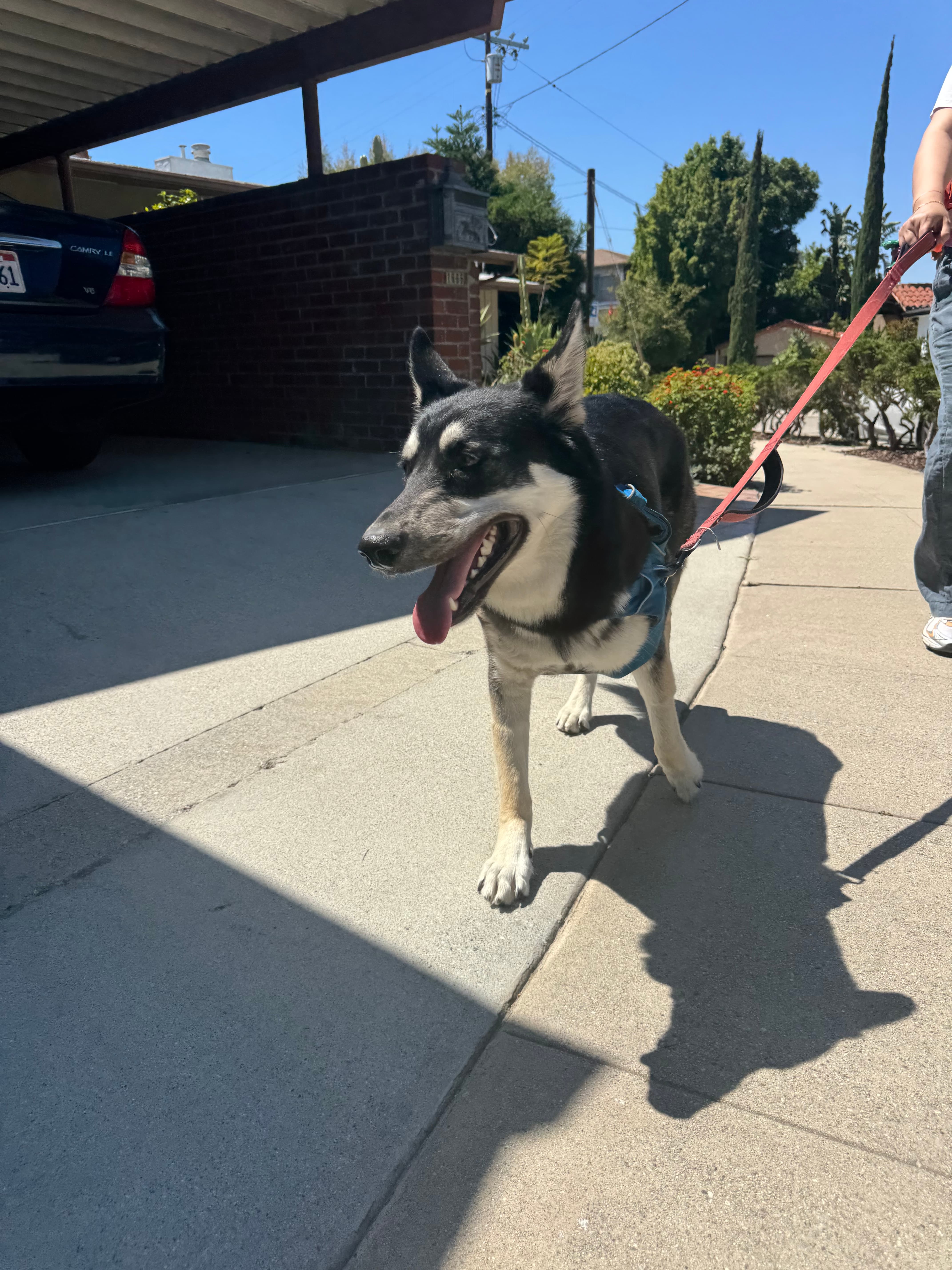 Happy dog on a walk in NELA
