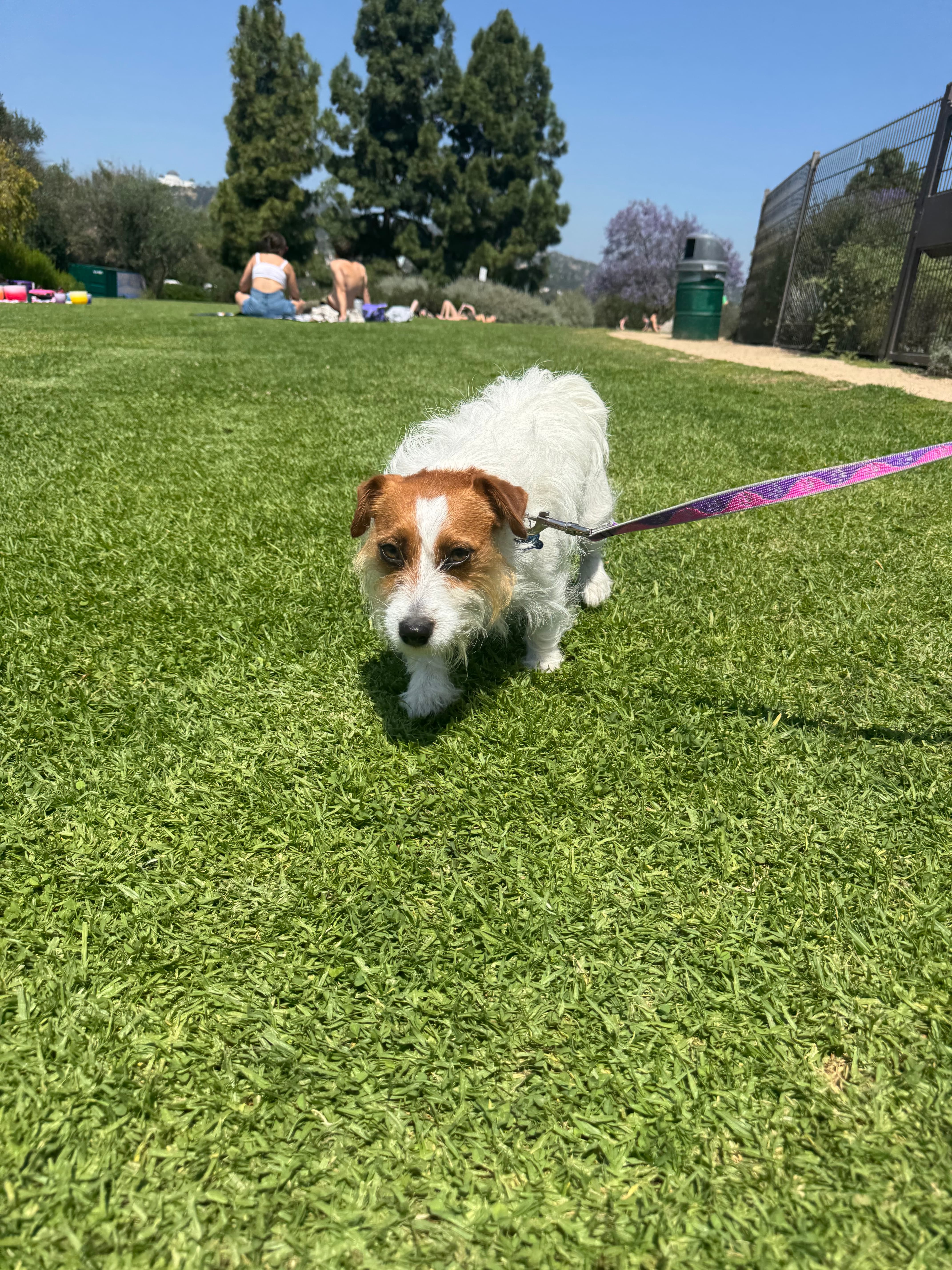 Cute dog at the park