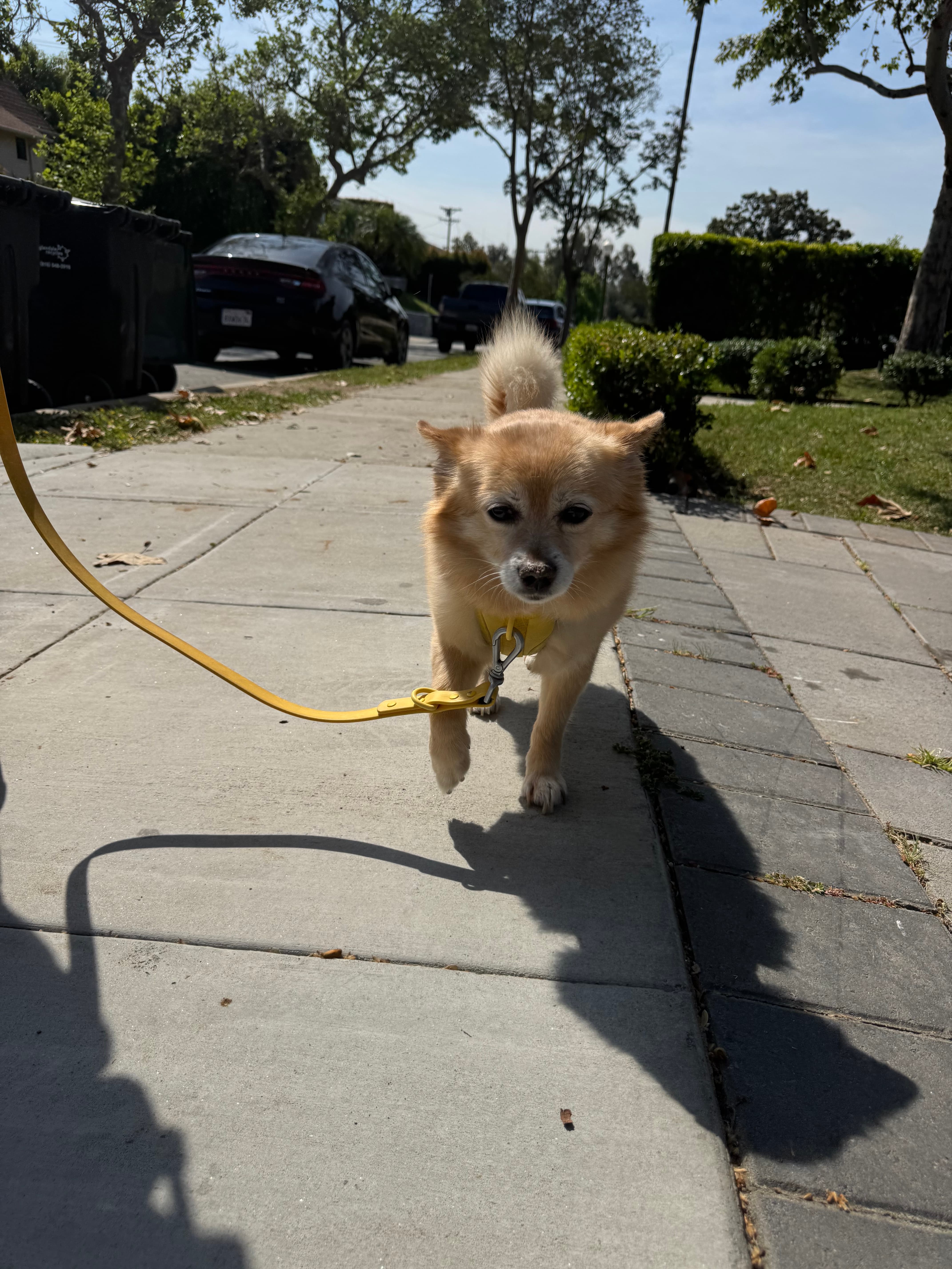 Pomeranian on a walk